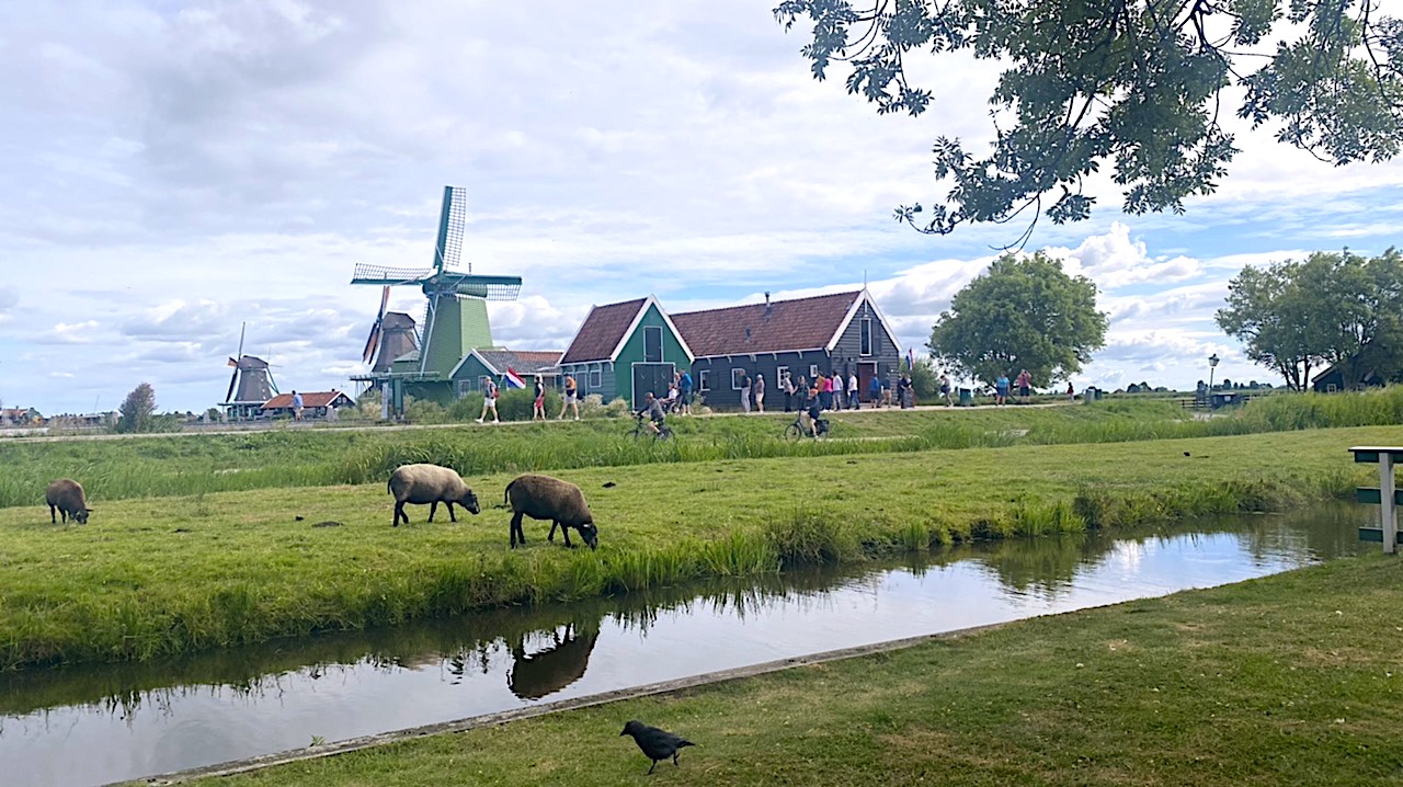 Bus tours visit Zaanse Schans, a scenic village of windmills near Amsterdam